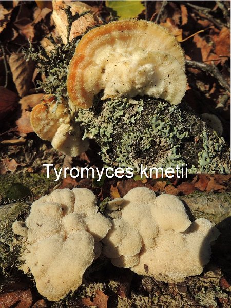Tyromyces kmetii-amf1532.jpg